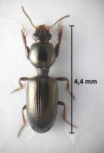 Dyschirius politus